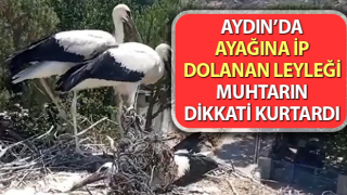 Ayağına ip dolanan leyleği muhtarın dikkati kurtardı