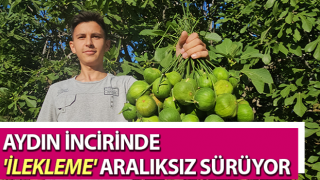 Aydın incirinde 'ilekleme' aralıksız sürüyor