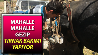 Aydın'da büyükbaş hayvanlara tırnak bakımı