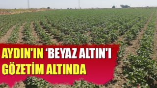 Aydın'ın ‘beyaz altın'ı gözetim altında