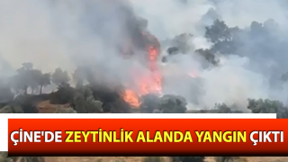 Çine'de zeytinlik alanda yangın çıktı