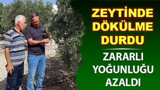 Didim’de zeytinde zararlı yoğunluğunun azaldığı tespit edildi