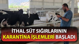 İthal süt sığırlarının karantina işlemleri başladı