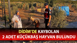 Kaybolan hayvanları jandarma buldu