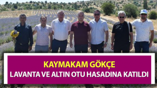 Kaymakam Gökçe, lavanta ve altın otu hasadına katıldı