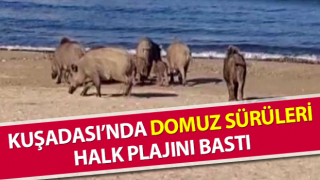 Kuşadası’nda sahili domuzlar bastı