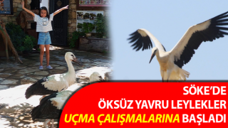 Öksüz yavru leylekler uçma çalışmalarına başladı