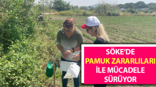 Pamuk zararlıları ile mücadele sürüyor