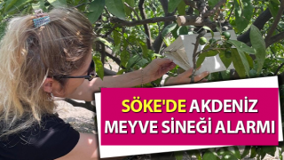 Söke'de Akdeniz Meyve Sineği alarmı