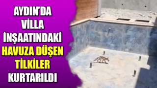 Villa inşaatındaki havuza düşen tilkiler kurtarıldı