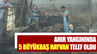 Ahır yangınında 5 büyükbaş hayvan telef oldu