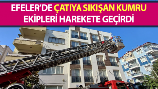 Çatıya sıkışan kumru ekipleri harekete geçirdi