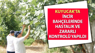 İncir bahçelerinde hastalık ve zararlı kontrolü yapıldı