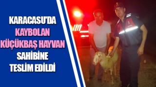 Karacasu'da kaybolan küçükbaş hayvan bulundu