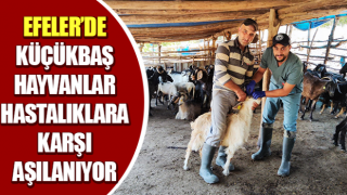 Küçükbaş hayvanlar hastalıklara karşı aşılanıyor