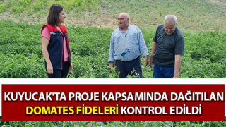 Kuyucak'ta domates fideleri kontrol edildi