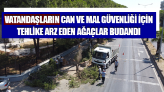 Nazilli’de ağaçlar budandı