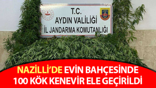 Nazilli’de evin bahçesinde 100 kök kenevir ele geçirildi