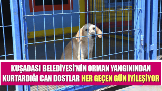 Orman yangınından kurtarılan can dostları her geçen gün iyileşiyor