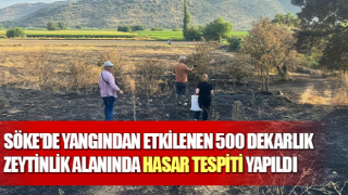 Söke'de 500 dekarlık zeytinlik alanında hasar tespiti yapıldı