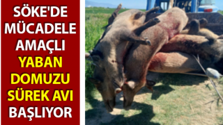 Söke'de yaban domuzu sürek avı başlıyor