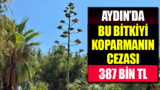 Agave bitkisi 60 ila 100 sene arasında sadece bir kere çiçek açıyor