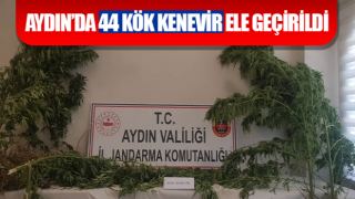 Aydın’da 44 kök kenevir ele geçirildi