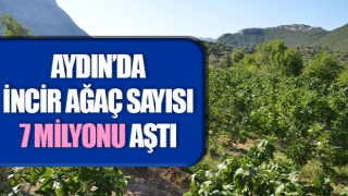 Aydın’da incir ağaç sayısı 7 milyonu aştı