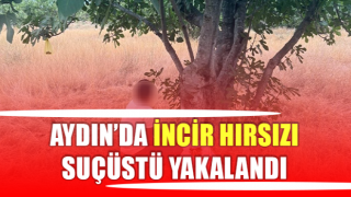 İncir hırsızı suçüstü yakalandı