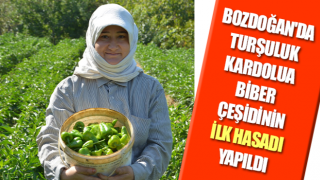 Kardolua biber çeşidinin ilk hasadı yapıldı