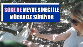 Söke’de meyve sineği ile mücadele sürüyor