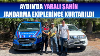 Yaralı şahin, jandarma ekiplerince kurtarıldı