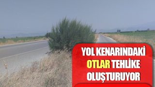 Yol kenarındaki otlar tehlike oluşturuyor