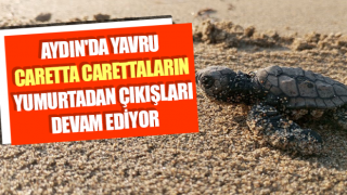 Yumurtalarından çıkan 260 yavru caretta özgürlüğe kulaç attılar